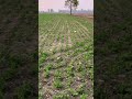 Green Pea Farming | Awesom Crop #peafarming #shorts #reels #shortsvideoviral