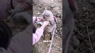 這東西到底是個啥，像個大珍珠居然還會發光#lucky #cat #萌寵 #cute #funny #shorts