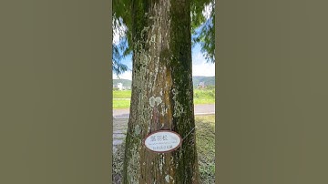 #taiwanNature Sanxing’s Bald Cypress Meets the Sky — A Perfect Moment.