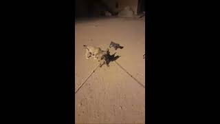6 FARKLI KOPEK TURU 1 ARADA
