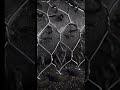wire mesh making process #shorts