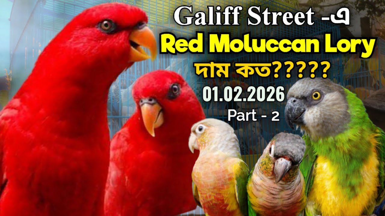।।Galiff Street -এ Senegal Parrot জোড়ার দাম কত?।।Red Moluccan Lory।।Galiff Street pet Market।।