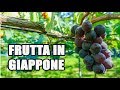 MA QUANTO COSTA LA FRUTTA IN GIAPPONE? PER VOI DALLA CAMPAGNA GIAPPONESE
