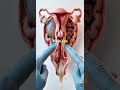 How the Female Reproductive System Works: A 3D Breakdown