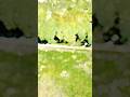 drone in park #drone