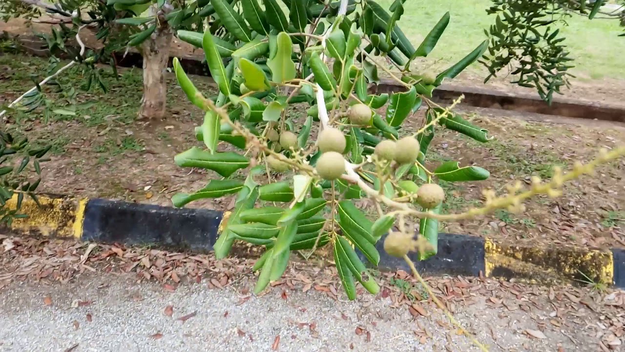 Pohon Kelengkeng Part 1 - YouTube
