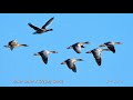 The Danube Delta and Dobruja Birds