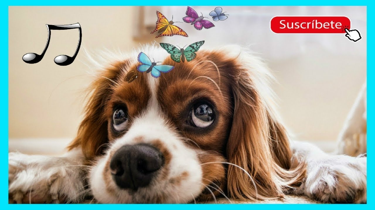 Perros Musica Relajante Para Aliviar El Estres Y La Ansiedad Para Dormirlo Profundamente 2020 Youtube