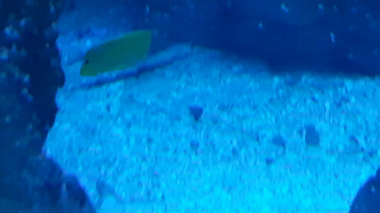 Yellow Longnose Butterflyfish (Forcipiger flavissimus)