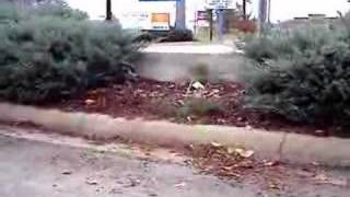 ollie big grass gap ( big 4 me )