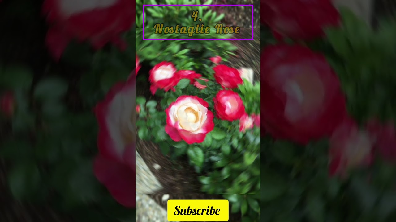 top 5 rare Rose in the world 