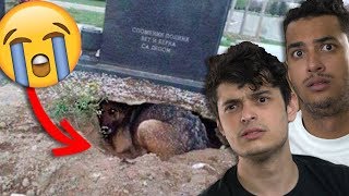 8 Cachorros que NÃO ABANDONARAM seus donos mesmo DEPOIS DA MORTE !!
