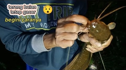 cara mancing lembat terang bulan tetap gacor//mancing lembat malam hari