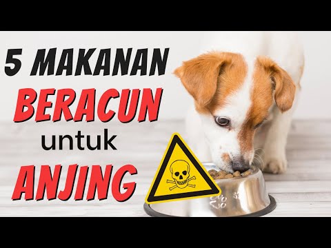 Video: Apa Perbedaan Antara Doberman dan Rottweiler?