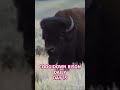 OWE IT ALL TO THE BISON #bison