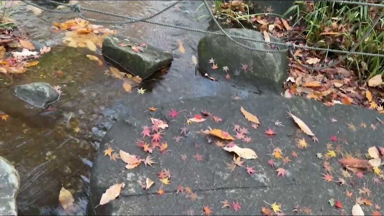 冬の北の丸公園 