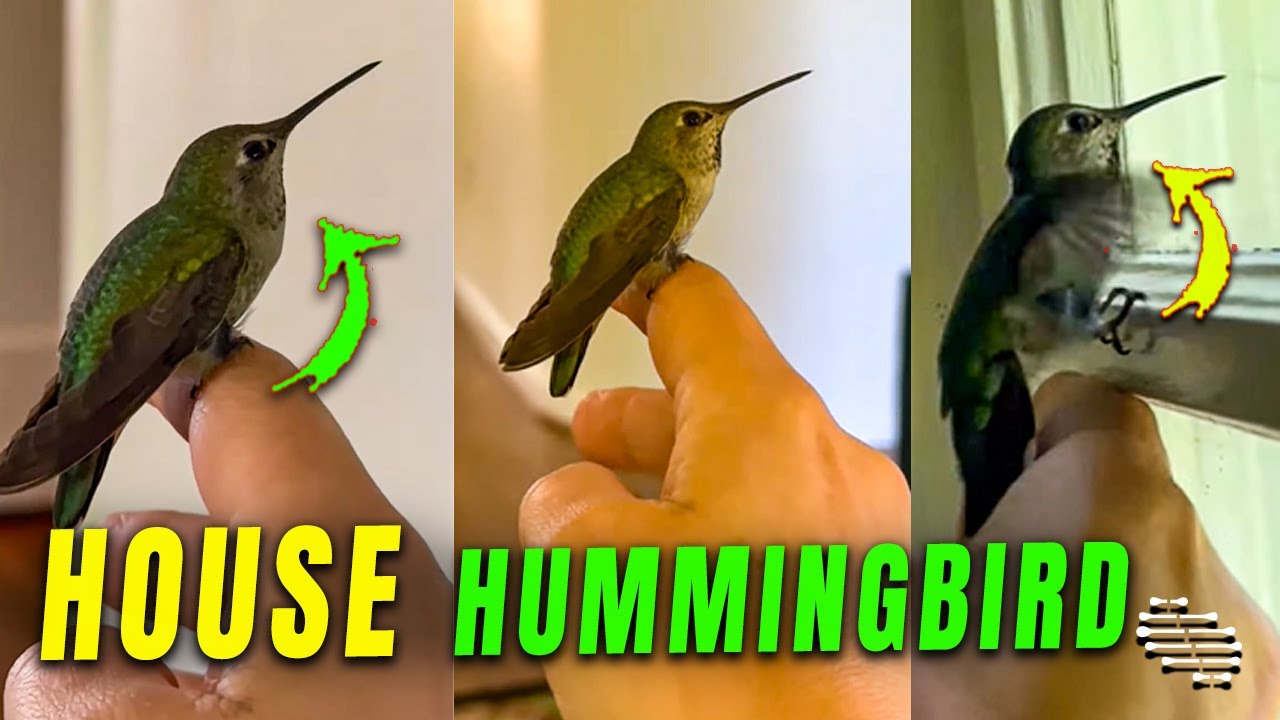 Hummingbirds Inside Enchanting Encounter With a Hummingbird Inside a House - YouTube