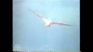 Thomson Holidays UK TV Advert - 1980