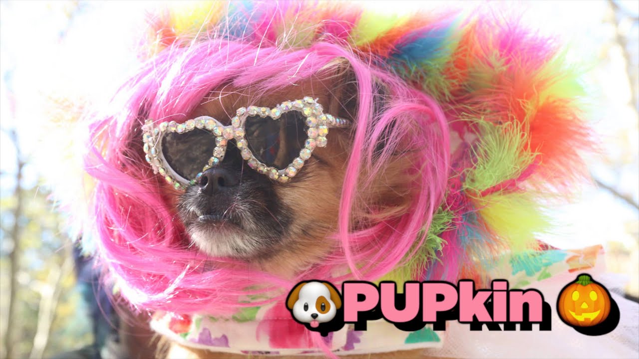 🐕🐩🐕‍🦺 PUPkin HALLOWEEN Dog Costume Contest 🎃 Fort Greene Brooklyn NYC