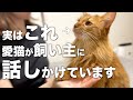 猫が飼い主に話しかけている時に見せる行動
