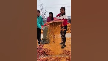 Harvesting and Processing Corn Kernels