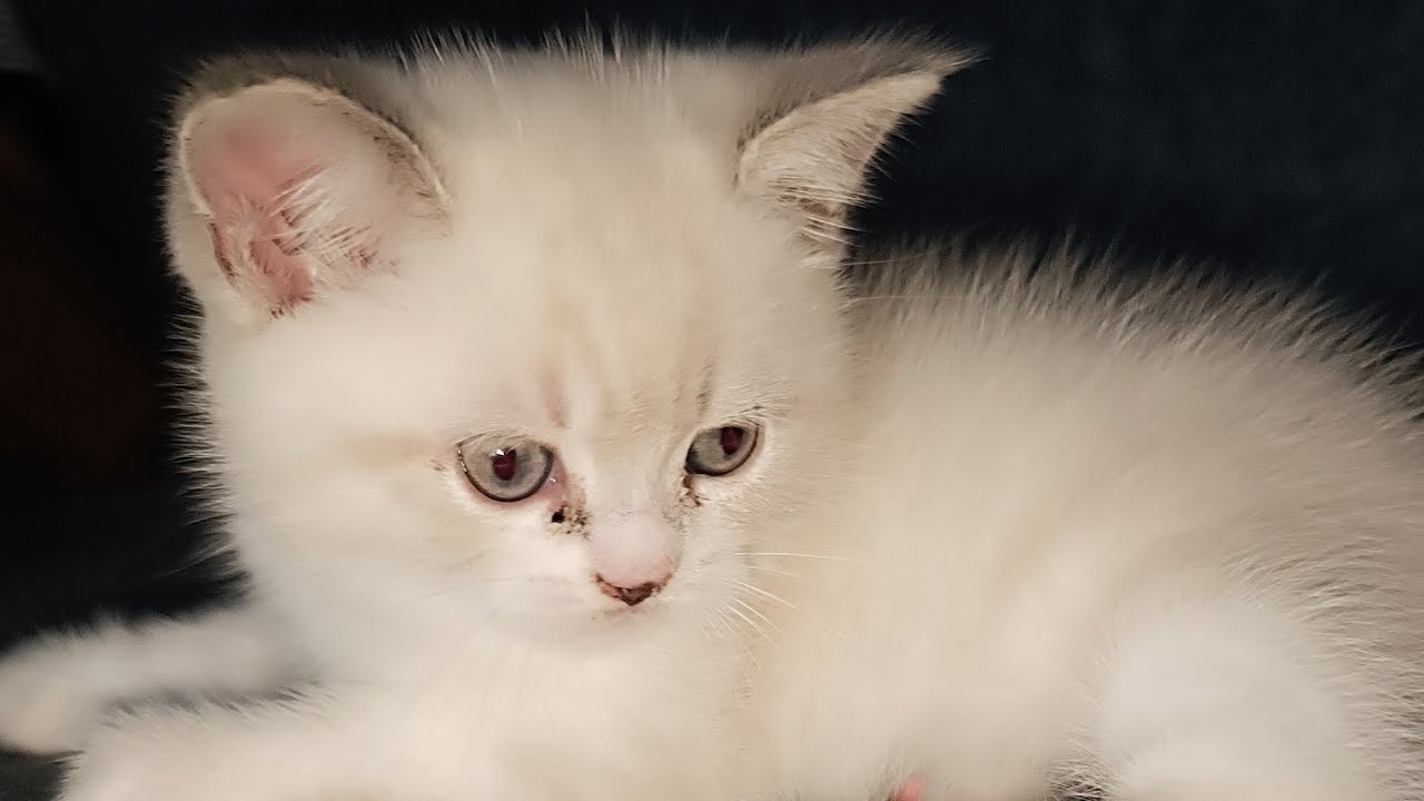 How Cats Help Reduce Anxiety & Depression (Backed by Science!)