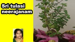 Sri Tulasi Neerajanam