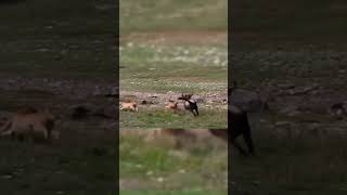 Wildebeest beat Lion to rescue teammates