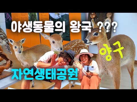 야생동물의 왕국? 양구 자연생태공원에 가다!(Kingdom of wild animals? Yanggu Natural Ecological Park)
