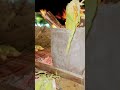 واللهي اطيب ذرة مشوية بكل الاردن واللهي اطيب ذرة مشوية بكل الاردن