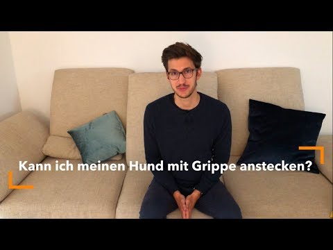 Video: Können Hunde Erkältungen übertragen?