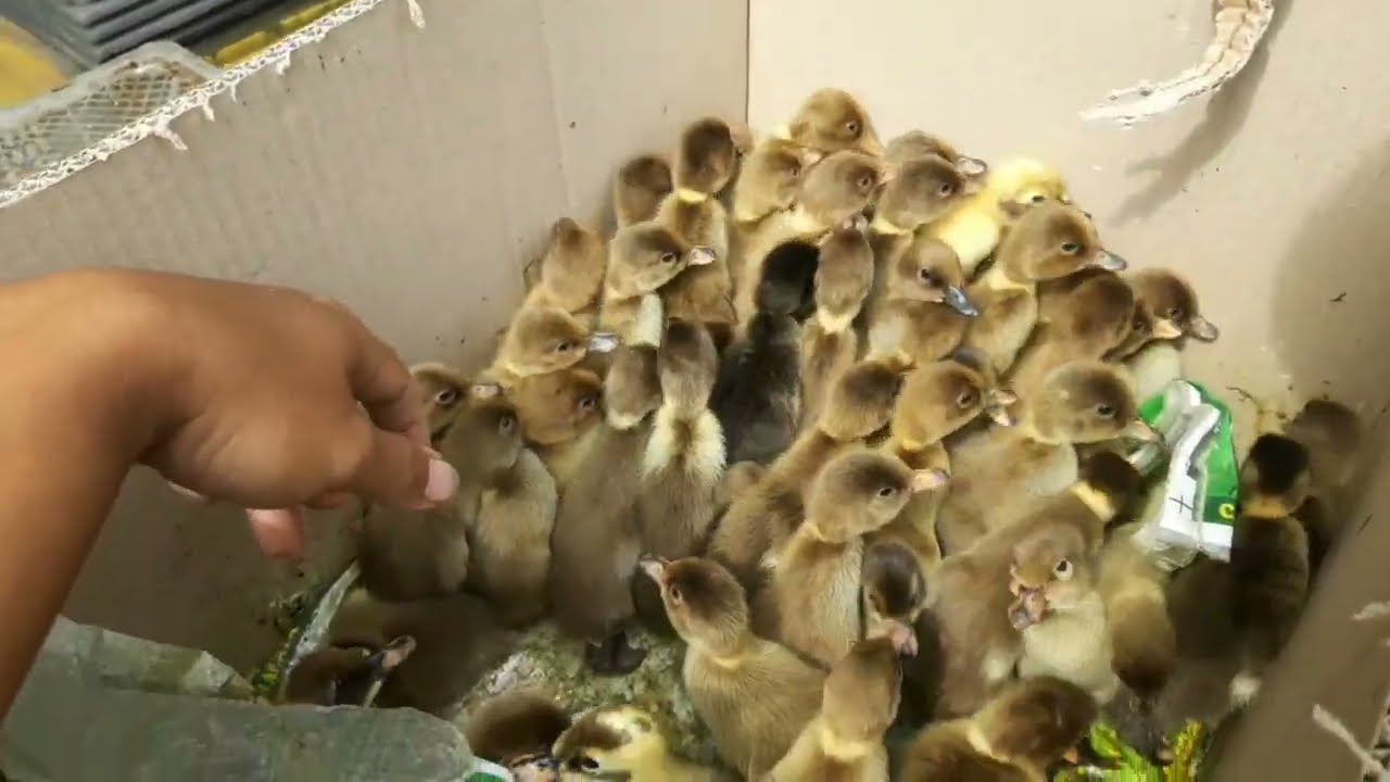 Cara Membedakan DOD/Anak Bebek Antara Jantan dan Betina di Lihat Dari Bulunya