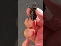 おしゃれコクワガタ