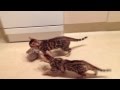 Bengal kitten stealing food