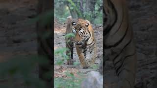 Tiger coming close to us #tiger #tigres #tigersafari #bengaltiger  #ranthambore