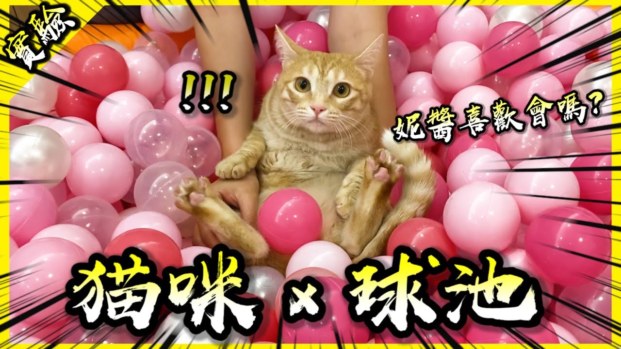 幫貓咪做了一個球池！妮醬會喜歡嗎？【胡思亂搞】(Feat 妮醬)
