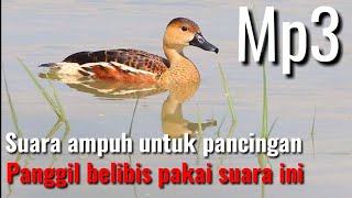 suara pikat burung belibis paling populer