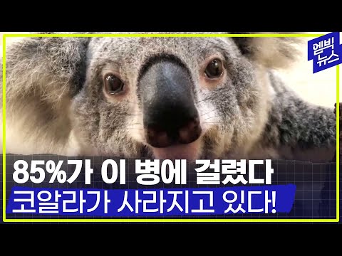 [엠빅네이처] 이 세균은 왜 코알라를 멸종의 위기로 몰아넣고 있나? 인간은 괜찮은가?