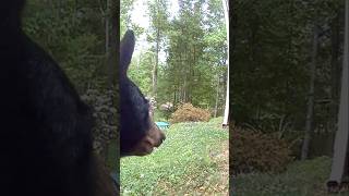 There's a huge black bear going by up close!!!