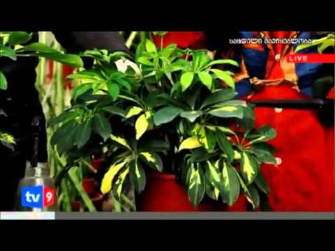 Schefflera in Grato Greenhouse, part 2