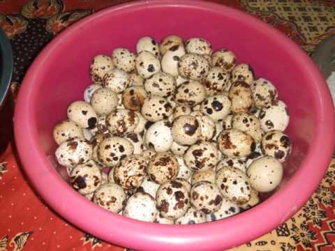 Telur Puyuh Asin "Pelangi" Telur Puyuh Asin "Pelangi"
