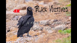 A morning hanging out with Black Vultures - Bird Cam with me talking information about vultures.