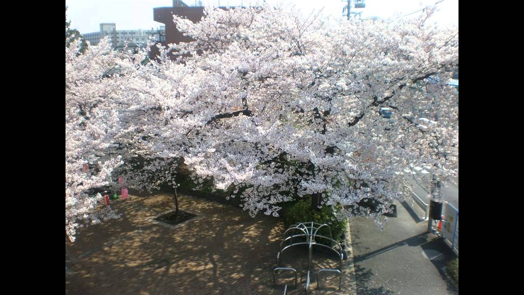 みんなのうた　小さな木の実