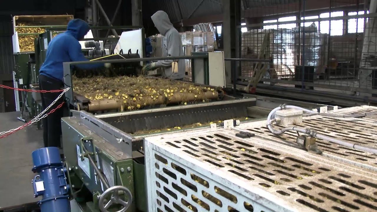 Schouten Bercomex - Plantgoedlijn lelies