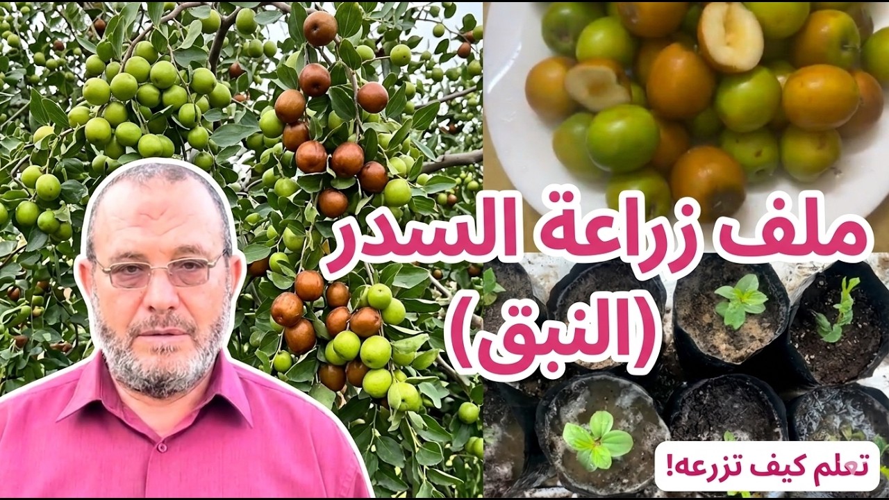 كيف تزرع السدر أو النبق أو الكنار في حديقتك.نصائح وإرشادات العناية ...