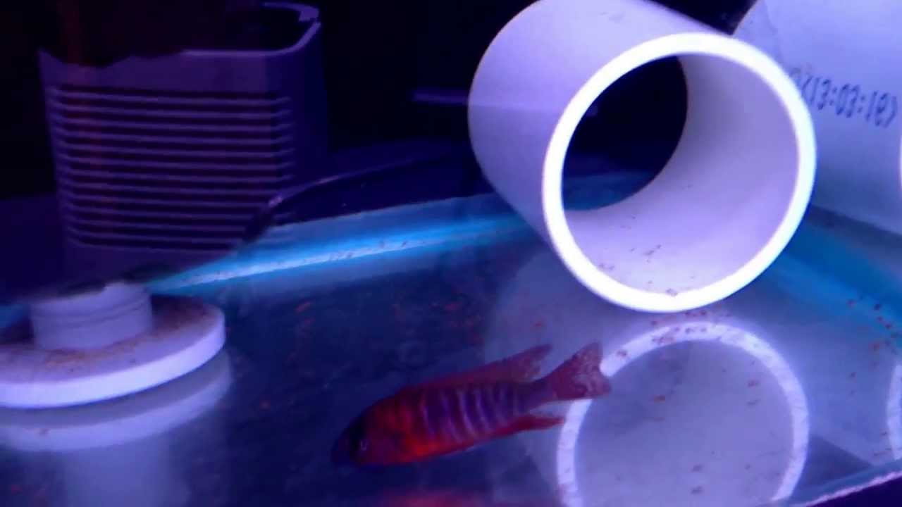 camera iphone 8 plus apk Super red Ruby red