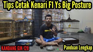 Cara menghasilkan anakan burung  Kenari F1 YS big postur di kandang GJK128