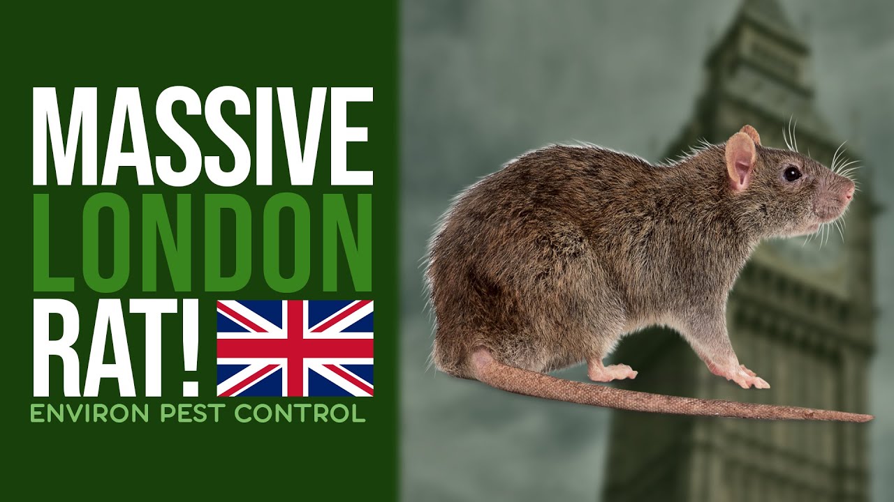 MASSIVE Rat In London In BROAD DAYLIGHT YouTube MASSIVE Rat In London In BROAD DAYLIGHT YouTube