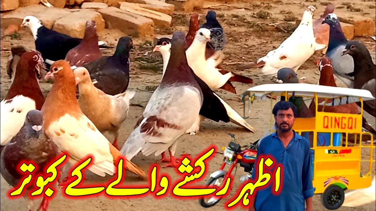 Azhar Rakhsha Azhar Raksha wale ke kabutar | Pigeon Videos | Racer Pigeon from ...