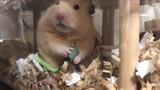 ハムスターの美味しい時の顔が可愛すぎる❣#キンクマハムスター #hamster #ハムスター